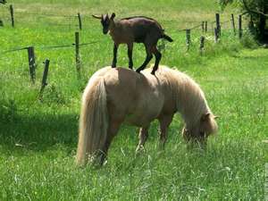 Une biquette et un poney  à La Baule, France, Europe