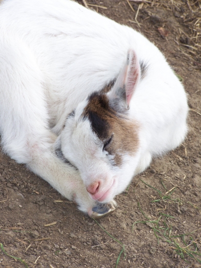 bébé chèvre