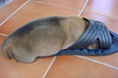 chien dans une sandale