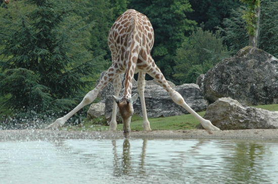 girafe buvant