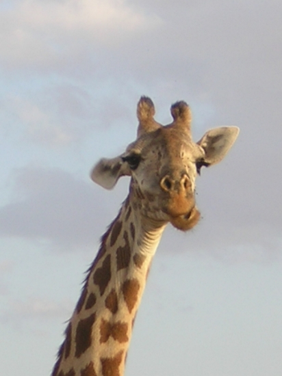 girafe Kenya