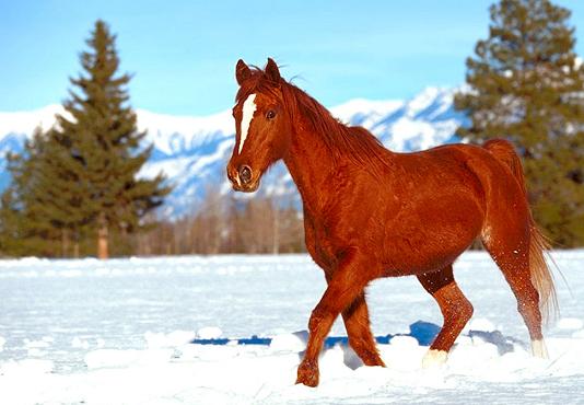 cheval dans la neige