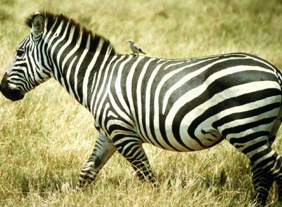 Zebre-le-cousin-d-Afrique-Botswana-Afrique.