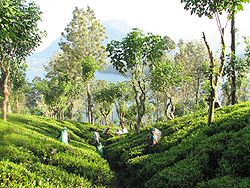 plantation thé au Sri Lanka